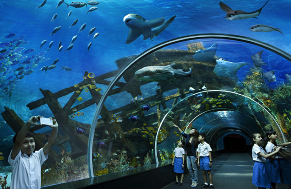 Сентоза океанариум. Океанариум Лазаревское туннельный. Marine Life Park, Сингапур. Океанариум Казахстан.